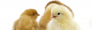 Nutrify Poultry Products