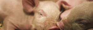 Nutrify Swine Products