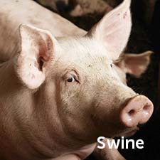 Swine Ingredients